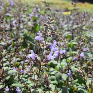 Salvia officinalis 'Purpurascens' ---